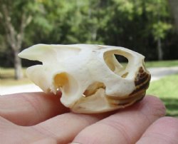 2-1/8 by 1-5/8 inches River Cooter Turtle Skull for Sale for $22.99