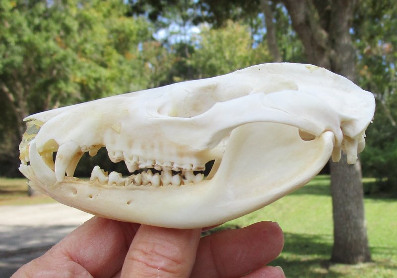 41/2 by 21/4 inches Real Opossum Skull for Sale