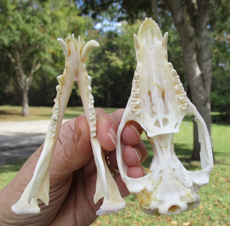 41/2 by 21/4 inches Real Opossum Skull for Sale