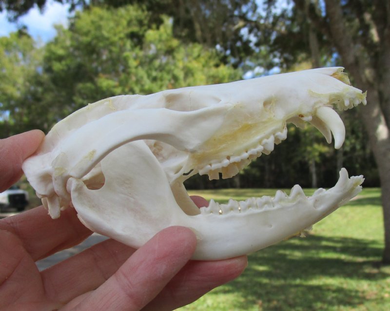 45/8 by 23/8 inches Genuine American Opossum Skull for Sale