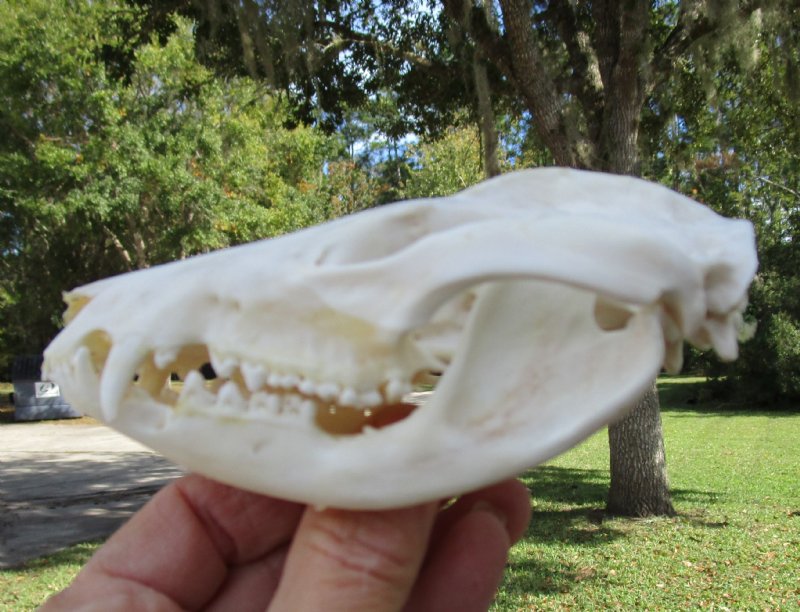 45/8 by 23/8 inches Genuine American Opossum Skull for Sale