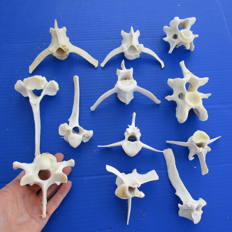 shell cordovan deer bone
