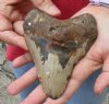 5 inches Genuine Large Megalodon Fossil Shark Tooth for Sale - Buy this one for $149.99