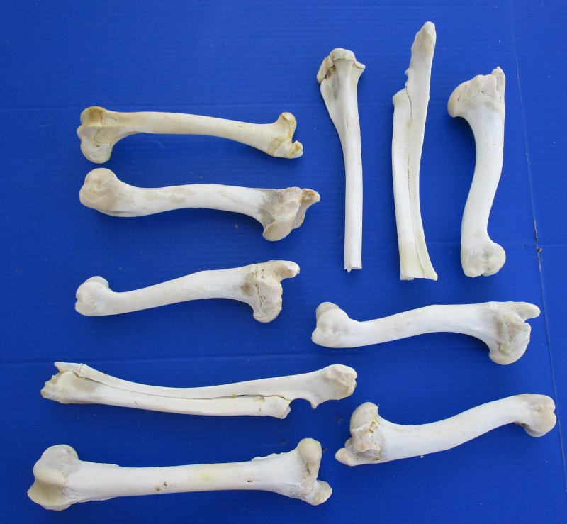 cordovan deer bone