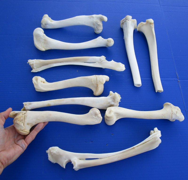 shell cordovan deer bone