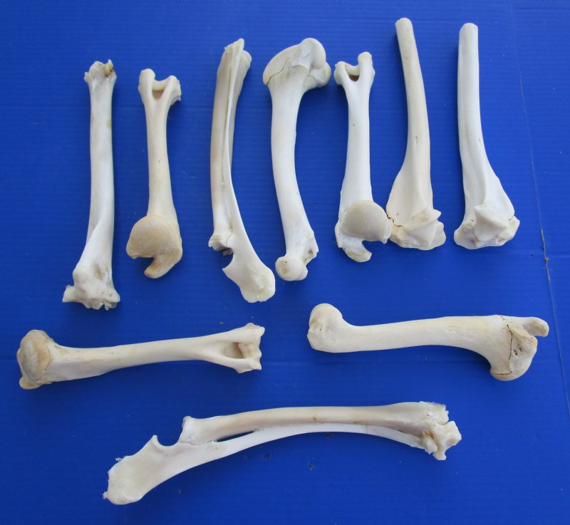 shell cordovan deer bone