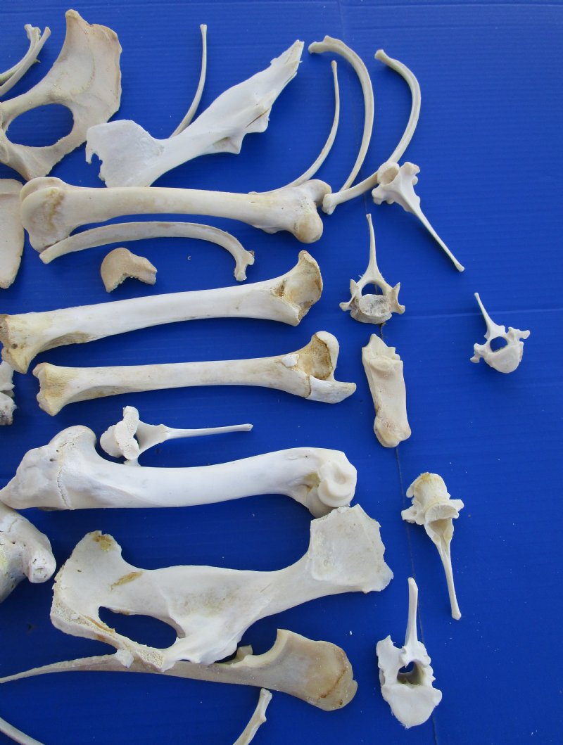 cordovan deer bone