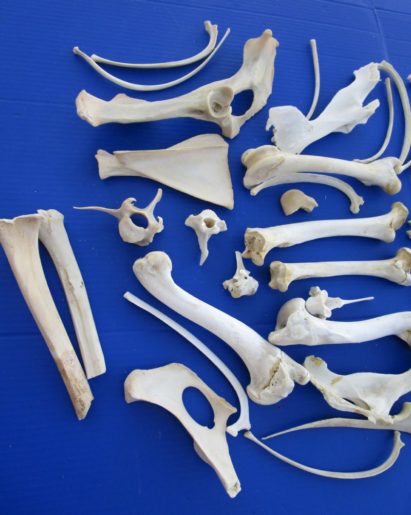 4 pound box of Wild Boar Bones and Whitetail Deer Bones, Rib, Vertebrae