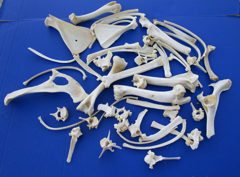 cordovan deer bone