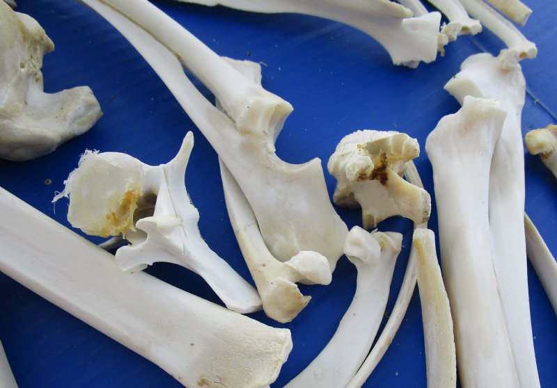 cordovan deer bone