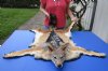 43 inches long <font color=red> Gorgeous</font>Taxidermy Full Body African Black-Backed Jackal Accent Rug with Head and Paws and Black Felt Backing - Buy this one for $385.00 (Shipped UPS Signature Required)