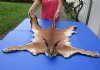41 inches long <font color=red> Gorgeous Soft</font> Real African Caracal Cat Full Size Taxidermy Rug with Head and Paws and Felt Backing (CITES 220123) - Buy this one for $425.00 (Ships UPS Signature Required)