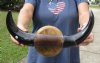 16 inches Polished Water Buffalo Horns Wall Mount for Sale  - Buy this one for $54.99