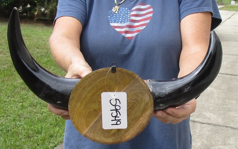 Happening Horn kæmpe stor 16 inches Polished Water Buffalo Horns Wall Mount for Sale