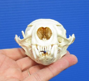 4-1/4 by 2-3/4 inches North American Otter Skull for $42.99