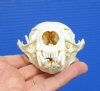 4-1/4 by 2-3/4 inches North American Otter Skull for Sale - You are buying this one for <font color=red>$42.99</font> Plus $8.50 1st Class Mail 