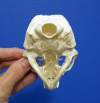 4-1/4 by 2-3/4 inches North American Otter Skull for $42.99