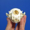 4-1/4 by 2-1/2 inches North American Otter Skull for Sale - You are buying this one for <font color=red>$42.99</font> Plus 7.00 1st Class Postage
