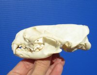 4-1/4 by 2-1/2 inches North American Otter Skull for Sale for $42.99