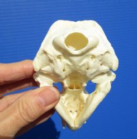 4-1/4 by 2-1/2 inches North American Otter Skull for Sale for $42.99