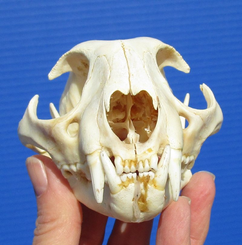 3766 skulls 50 mm wide