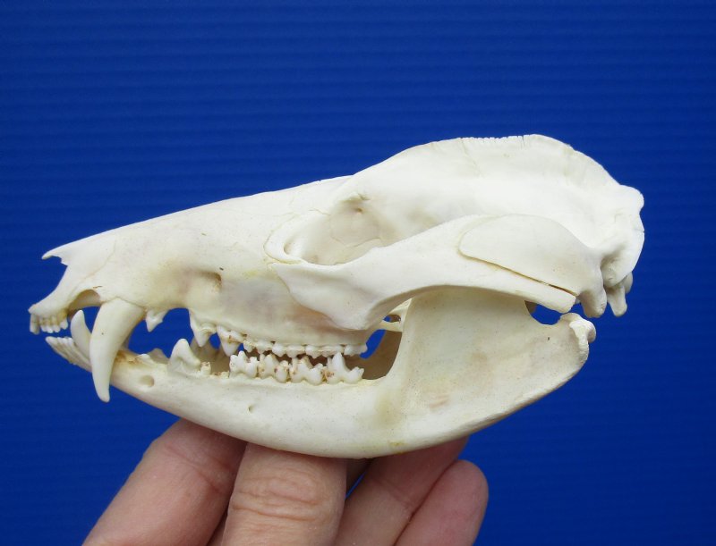 4-5/8 by 2-1/2 inches Real North American Opossum Skull for Sale, Possum,