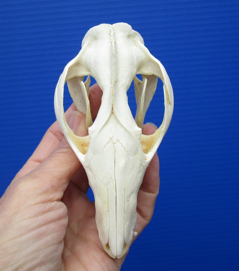 45/8 by 21/2 inches Real North American Opossum Skull for Sale, Possum,