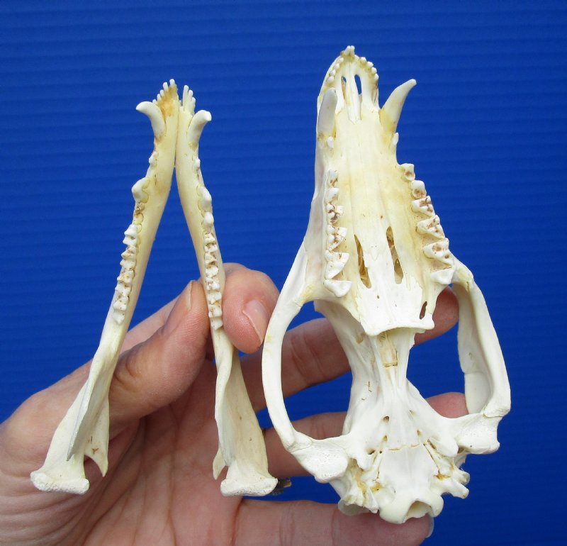 45/8 by 21/2 inches Real North American Opossum Skull for Sale, Possum,