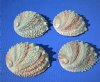 Four 4-1/4 to 4-7/8 inches Haliotis corrugata Pink Abalone Shells - $6.00 each