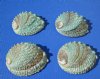 Four 4-1/4 to 4-3/4 inches Pink Abalone Shells - $6.00 each