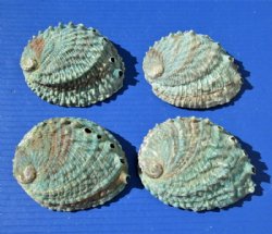 Four 4-1/2 to 4-7/8 inches Pink Abalone Shells,  Haliotis corrugata - $6.00 each