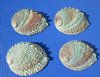 4 Natural Pink Abalone Shells 4-1/8 to 4-1/2 inches for $5.50 each