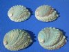 4 Real Naturally Beautiful Pink Abalone Shells 4-1/8 to 4-3/4 inches long with Natural Deep Teal Green and Reds - You are buying the 4 hand picked abalone shells pictured for $5.50 each