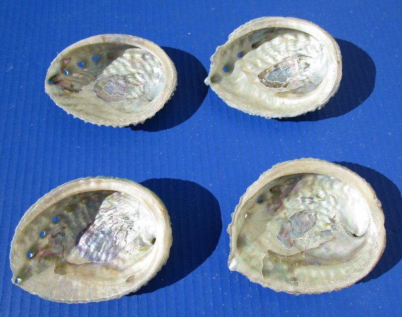 4 Real Pink Abalone Shells 41/8 to 43/4 inches long with Natural Deep