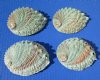 4 Natural Pink Abalone Shells for Sale 4-1/8 to 4-1/4 inches for $5.50 each