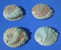 4 Pink Abalone Shells 4-1/4 to 4-3/8 inches long with teal and red colors, hand picked - You are buying the 4 pictured for $5.50 each