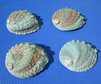 4 Pink Abalone Shells 4-1/4 to 4-3/8 inches long with teal and red colors, hand picked - You are buying the 4 pictured for $5.50 each