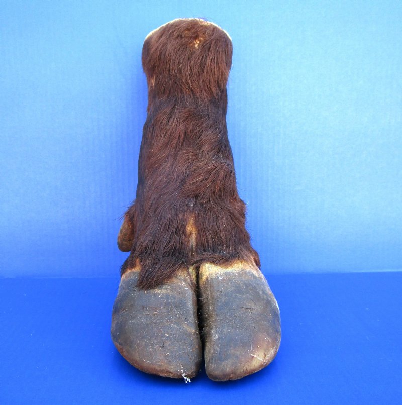 11 inches tall Real Taxidermy Cape Buffalo Foot for Sale