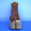 11 inches tall Real Taxidermy Cape Buffalo Foot for Sale - Buy this one for $74.99