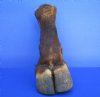 11 inches tall Taxidermy Cape Buffalo Foot, Free Standing - Buy this one for $74.99