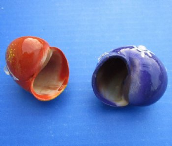 Decorated Hermit Crab Shells Painted In Assorted Modern Art Designs with Rhinestones 1-1/2 to 2 inches - 50 @ $.75 each