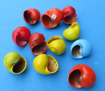 Dyed Pita Globosa Shells with Assorted Decals with Designs <font color=red> Wholesale</font>, 1-1/4 to 2 inches - 200 @ .45 each