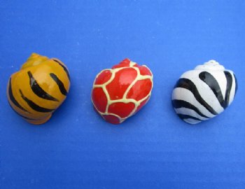 Animal Print Painted Hermit Crab Shells 1-1/2 to 2 inches - 50 @ $.58 each