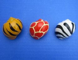 Animal Print Painted Hermit Crab Shells 1-1/2 to 2 inches - 50 @ $.58 each