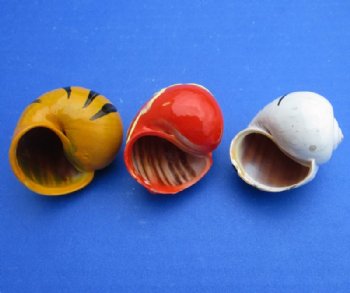 Animal Print Painted Hermit Crab Shells 1-1/2 to 2 inches - 50 @ $.58 each