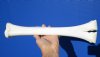 15 inches long Genuine Camel Leg Bone for Sale - $29.99
