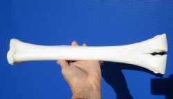 15 inches long Genuine Camel Leg Bone for Sale - $29.99