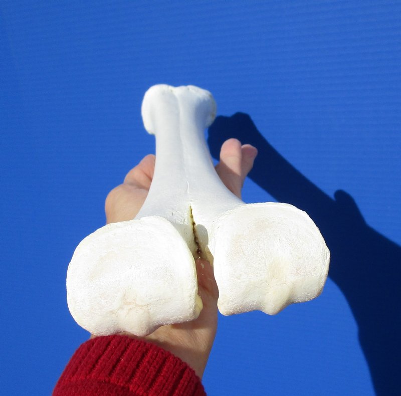 15 inches long Genuine Camel Leg Bone for Sale for Carving Bone,