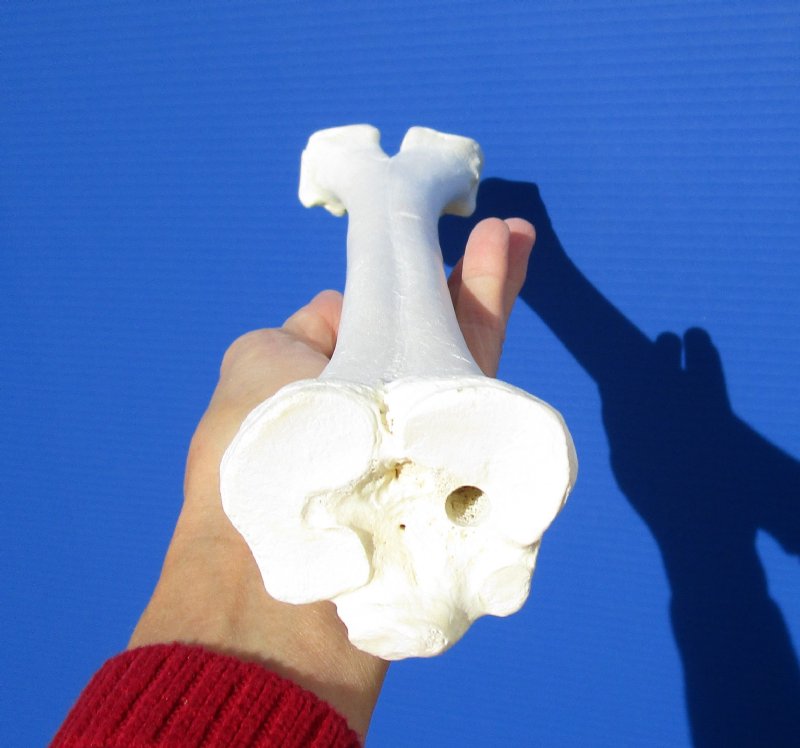 153/4 inches Camel Leg Bone from a One Humped Camel for Carving Bone,