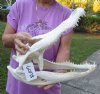 17-14 inches Large Beetle Cleaned Florida Alligator Skull for Sale (few broken teeth, small hole in back of skull) - Buy this one for $144.99